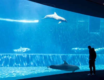 Aquarium of Genoa | Genoa, Italy | Travel BL