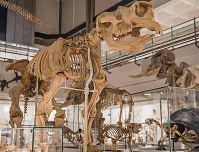 Explore the University Museum Of Zoology | Cambridge, England,UK | Travel BL