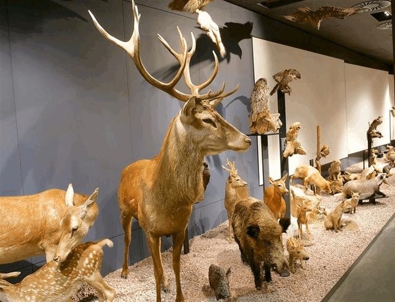 Luxembourg National Museum of Natural History | Luxembourg, Luxembourg | Travel BL