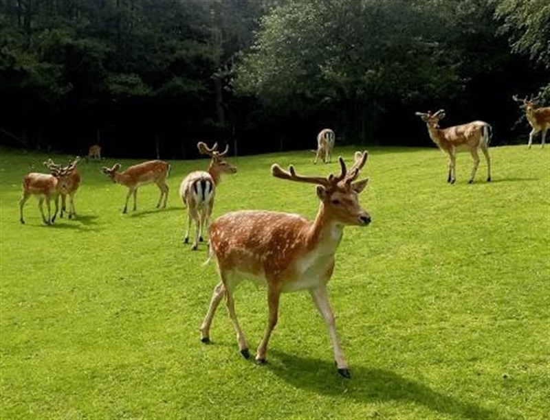 Marselisborg Deer Park  | Aarhus, Denmark | Travel BL