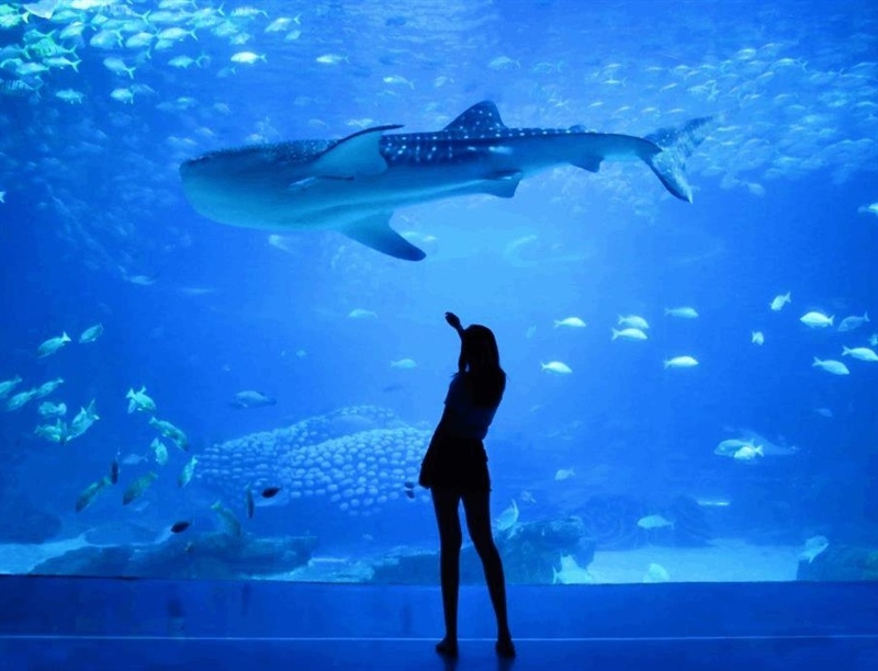 Sea Life London Aquarium | London, England,UK | Travel BL